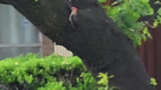 Woodpecker