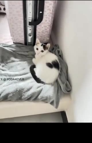 Heartwarming Rescue: Man Saves Stranded Cat from Rainwater"