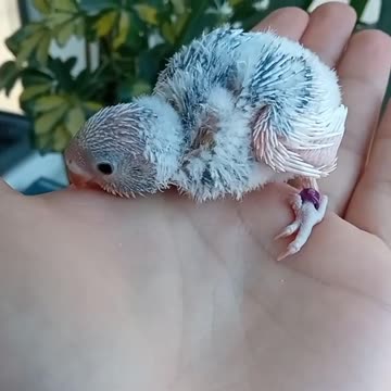 small love bird in hand