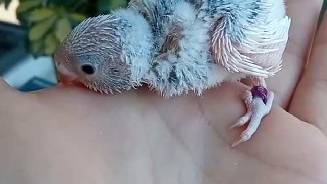 small love bird in hand