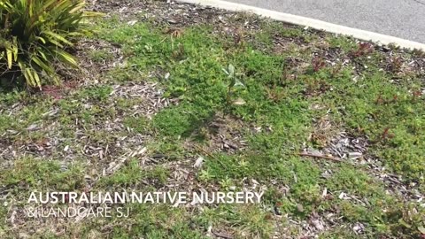 Garden Update Sept 2018