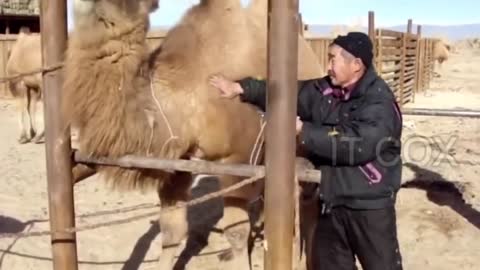 Amazing Animal Encounters 2019 (Funny animal attack)