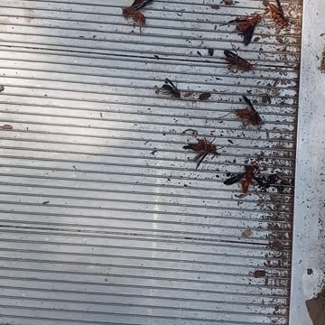 EASY WAY TO KILL WASPS!