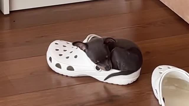 Why Spend Money On A Dog Bed When He Prefers To Sleep In The CROC 🤦😅 | #cutedog #dog