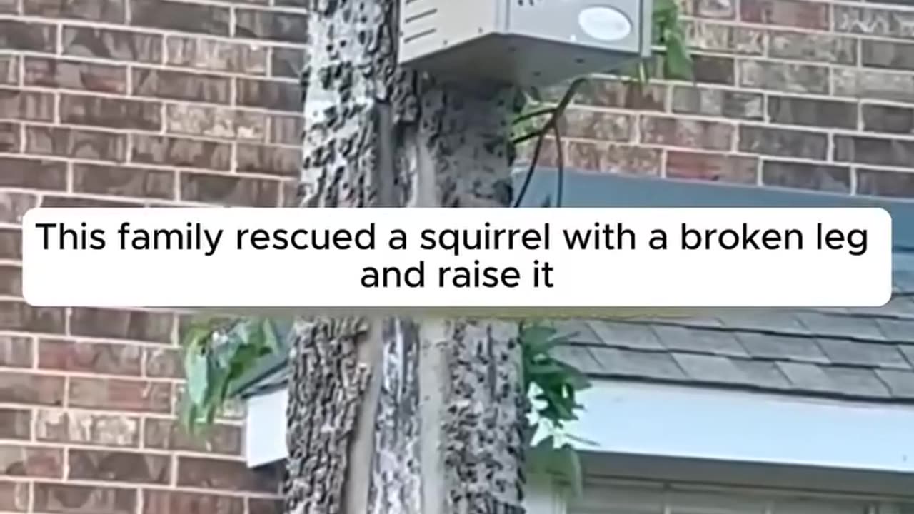 This family rescued a squirrel with a broken leg ♥️♥️♥️