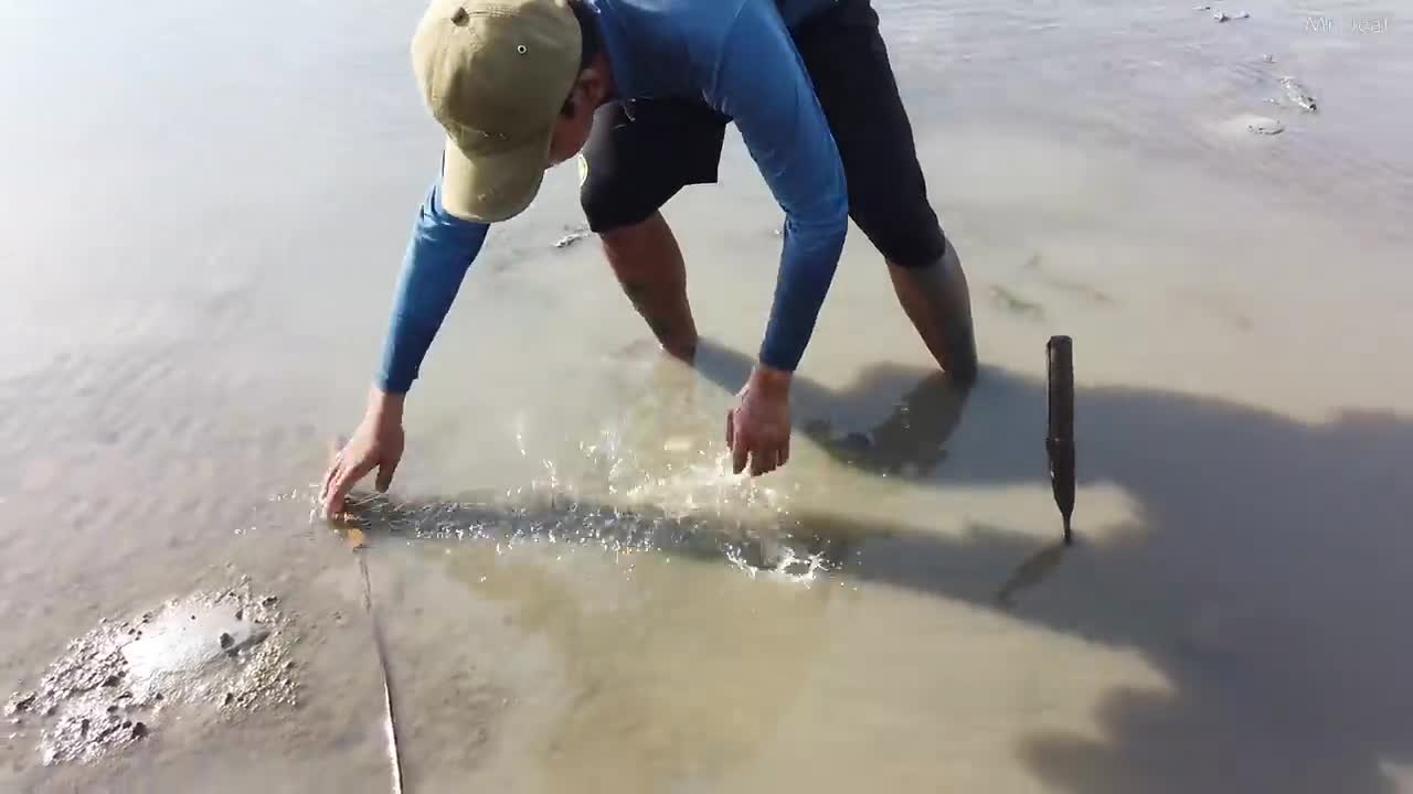 Amazing Hunting King Crabs at Mud Sea after Water Low Tide