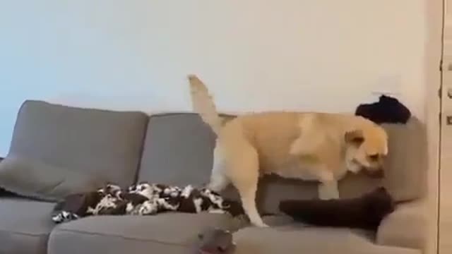 Mom needs some rest: dogs:Маме нужно отдохнуть:собачки