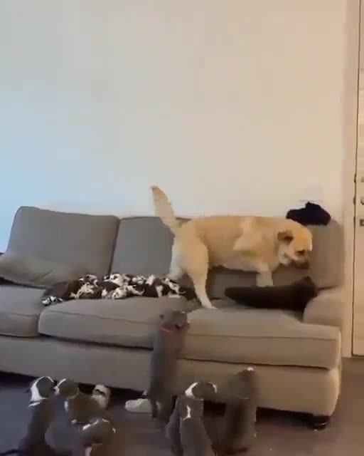 Mom needs some rest: dogs:Маме нужно отдохнуть:собачки