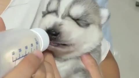 cute dog drinking milk