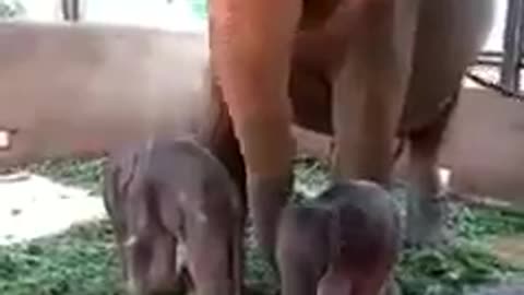 Elephant