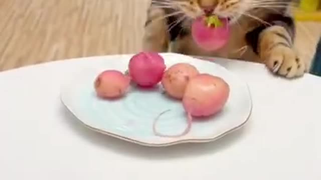 😇 Laugh non-stop with these funny cat 😹 - Funniest cat Expression Video 😇 - Funny Cat Life