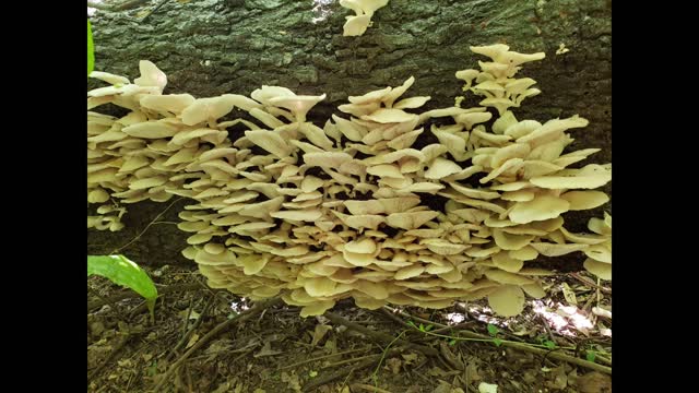 Oyster mushroom soup