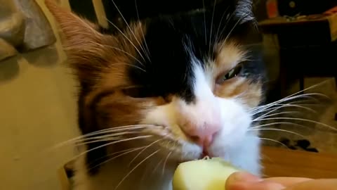 Melon cat eating