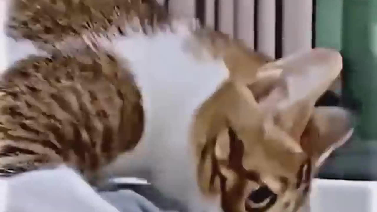 Funny animals #Shorts