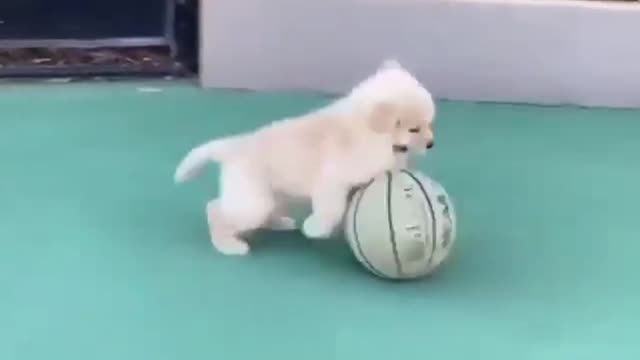 Dog playing with ball