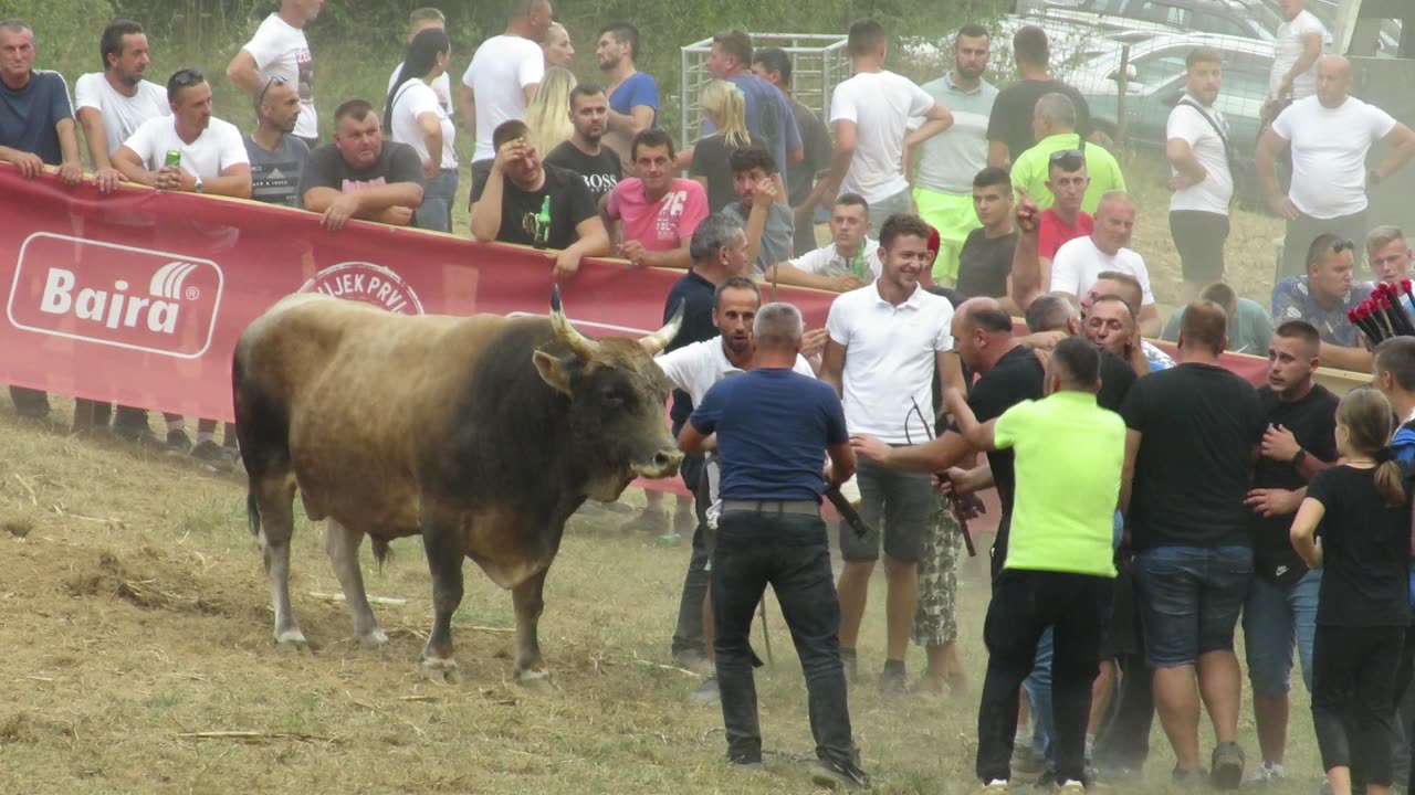 Jelenko od Ilića vs Svilonja od Zukića