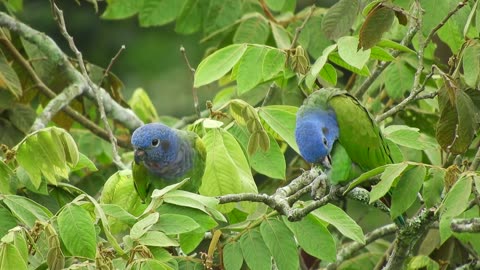 Parrots