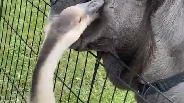 Large Dog Loves Getting Groomed by Garth the Goose