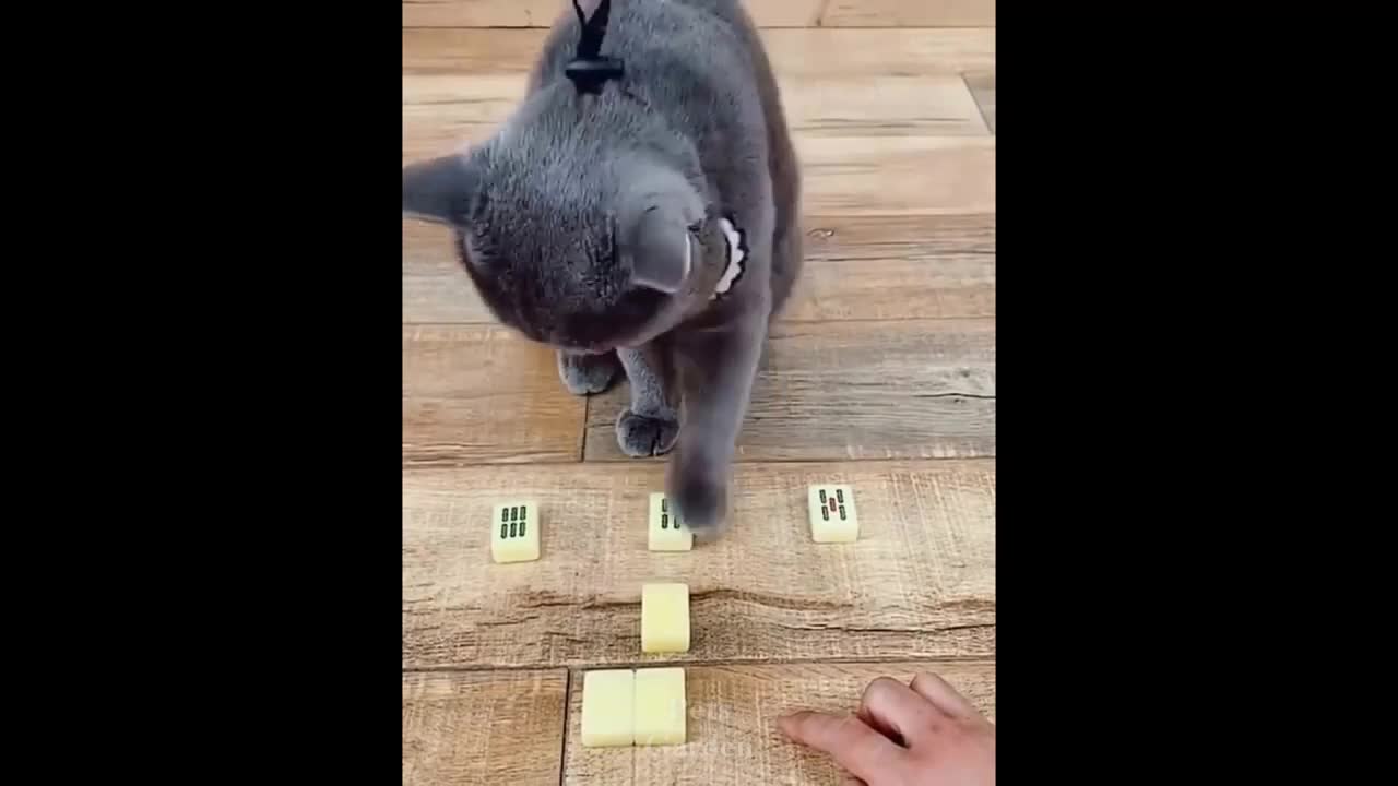 Beautiful and fun animals die of laughter