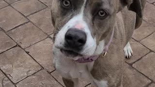 Liberty the mix pitbull