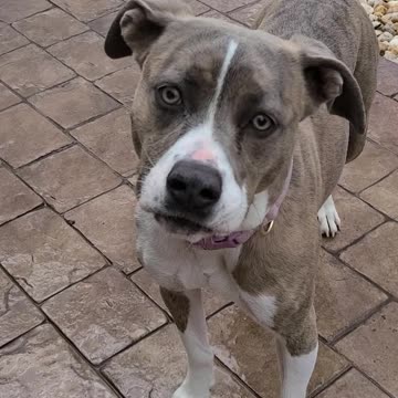 Liberty the mix pitbull