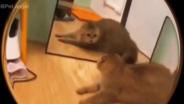 Animal Funny Video Collection (11)