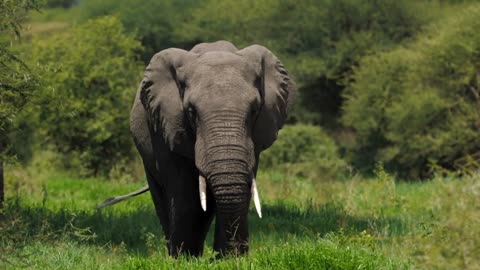 Portrait of magnificent elephant eating while standing in tall grass field