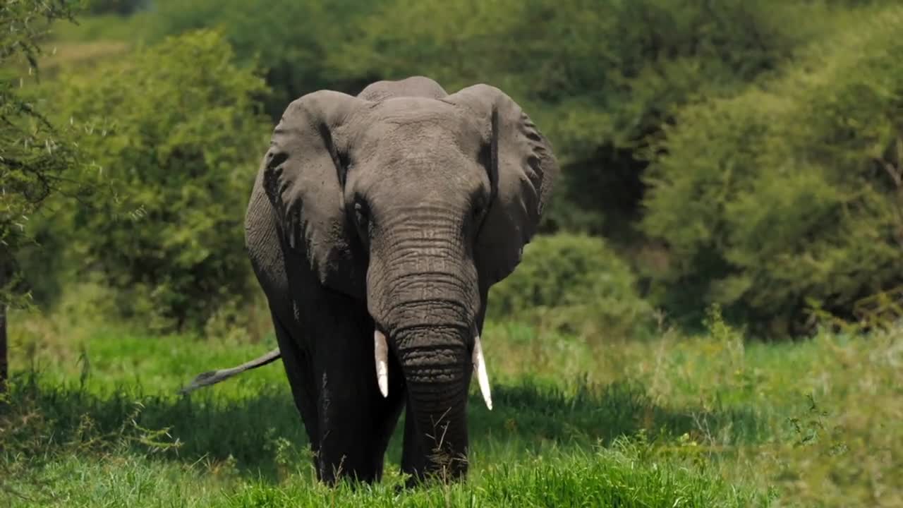 Portrait of magnificent elephant eating while standing in tall grass field