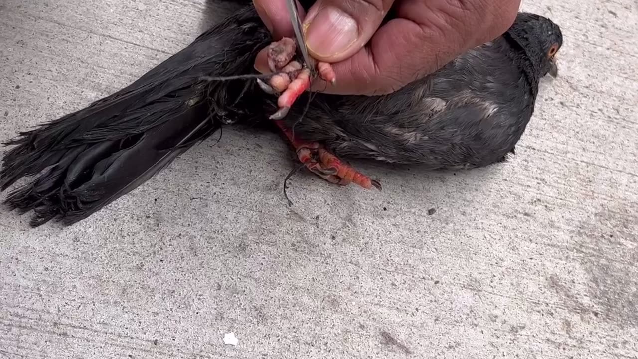 Rescuing A Pigeon Tangled Up With String