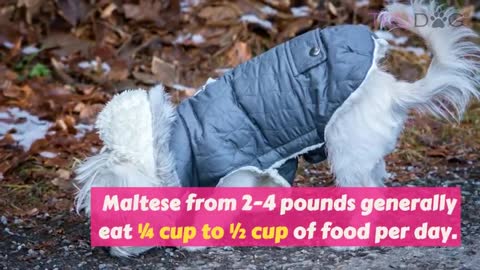 How To Feed My Maltese Every Dog Should Know