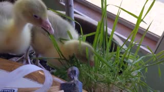 How much is that wheatgrass in the window?