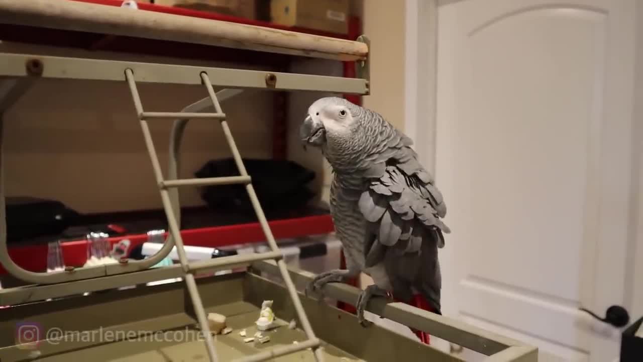 Lost Parrot Story must watch...