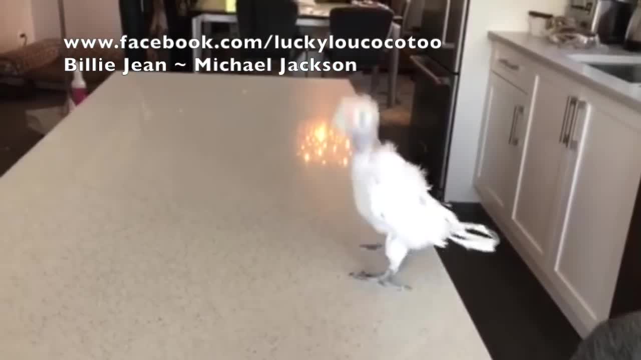 Dancing Cockatoo Coco Jackson