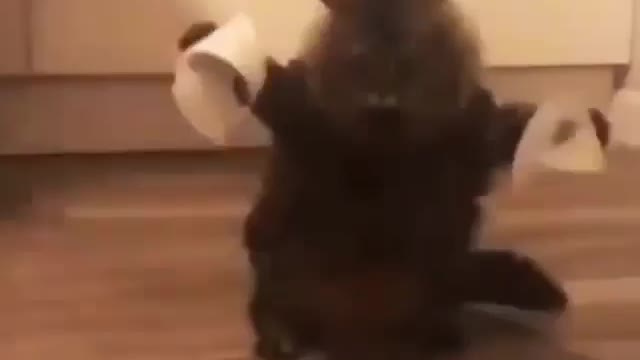 comedy video very funny cat😂