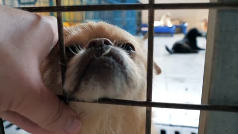 male hand petting caged stray dog in pet shelter. People, Animals