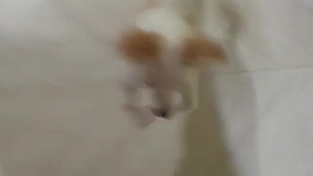 Anyone who knows why our dog is running like this cute