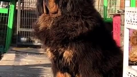 Chinese mastiff dış