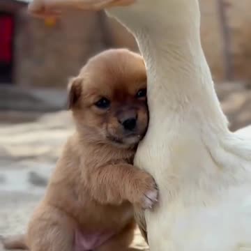 Nobody_ __Me to my towel straight after a bath on a cold morning.