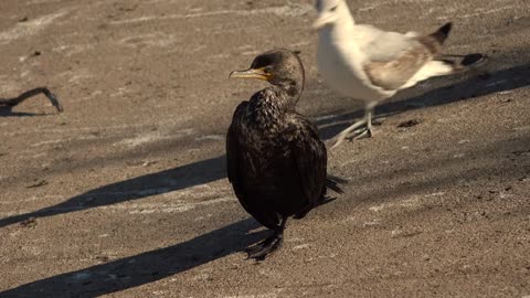 seagulls strolling🐦