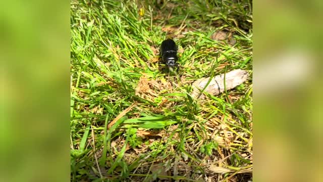 Beetle Watching