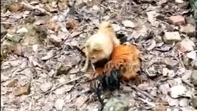 funny animal videos fight between dog and hen