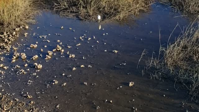 The natural beauty of the Florida marshes in Timucuan Preserve