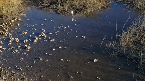 The natural beauty of the Florida marshes in Timucuan Preserve