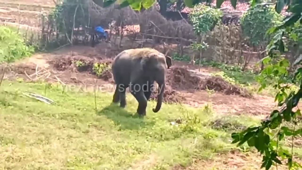 Crazy elephant heating the people 😮