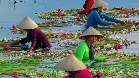 Huge Water Lily