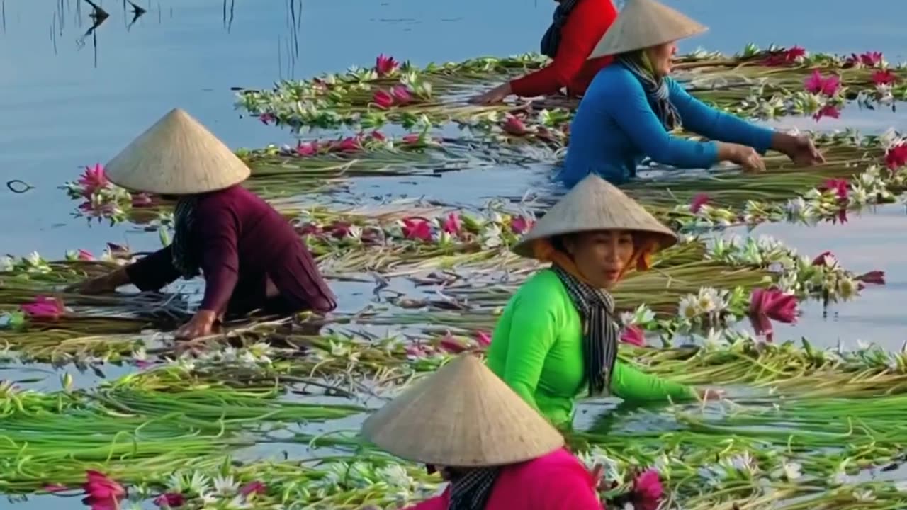 Huge Water Lily