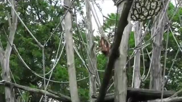 Orangutan youngsters showing us the ropes at Apenheul Primate Park