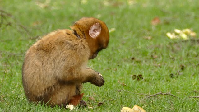 Monkey eat fruits cute