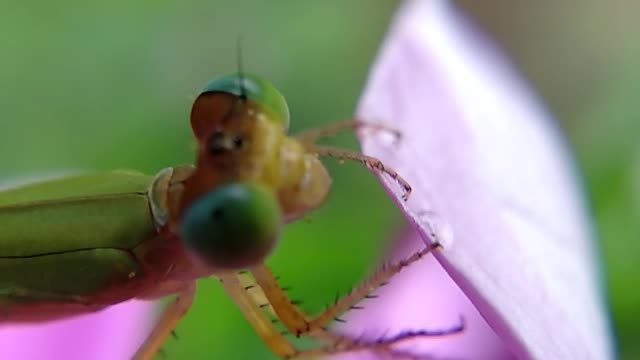 Beautiful butterfly video amazing butterfly