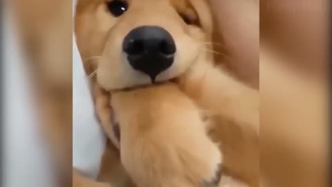 Funny Funniest Cats And Dogs Videos 😺 Welcome to Funny Animals Club!